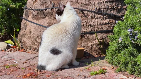 Fluffy white cat sitting calmly beside a grey stone rock outdoors Видео 336388444