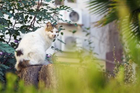 Fluffy white cat sitting on a tree stump outdoors 写真素材