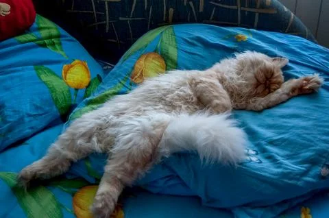 Fluffy white cat sleeping on blue tulip pattern bedding Stock Photos