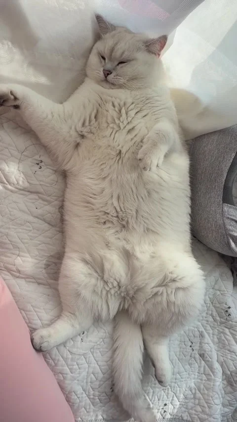 A fluffy white cat sleeping peacefully on its back on a quilted blanket Vídeos de archivo 334268731