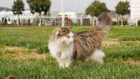 A fluffy white cat stands on the grass and meows Stock Footage 123372212