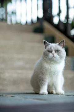 Fluffy white cat staring to the side Stock Photos
