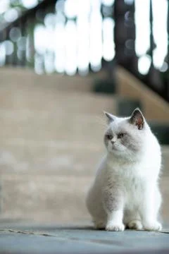 Fluffy white cat staring to the side Stock Photos