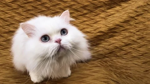 Fluffy white cat startled Stock Footage 170887976