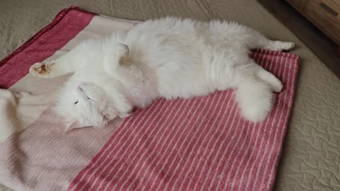 Fluffy White Cat Stretching After Sleep on Pink Blanket in Cozy Bedroom Scene Stock Footage 337931086
