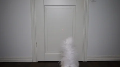 Fluffy white cat trying to catch laser pointer on white background in slow Stock Footage 100216125