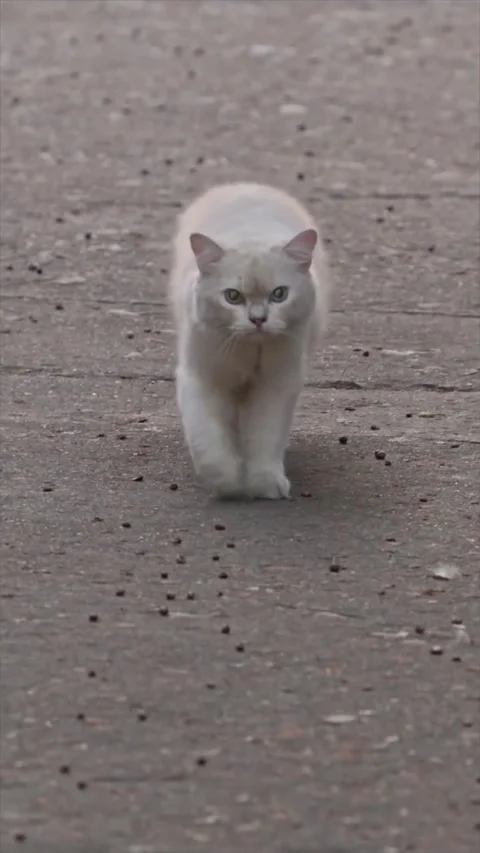 A fluffy white cat walking on a concrete path outdoors Vidéo 334635103