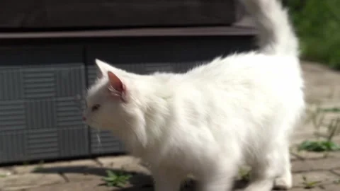 A fluffy white cat walks on a stone path near a wooden structure Stock Footage 327132415