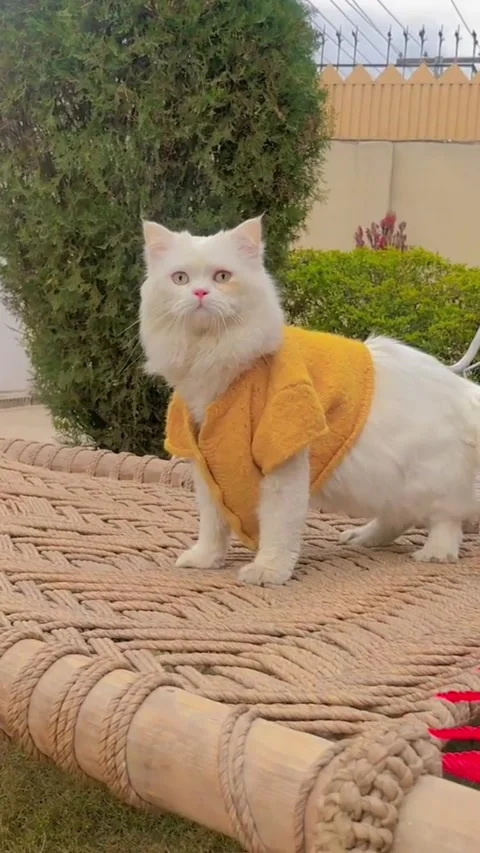 Fluffy White Cat Wearing Pet Apparel Standing Outdoors Stock Footage 333338204