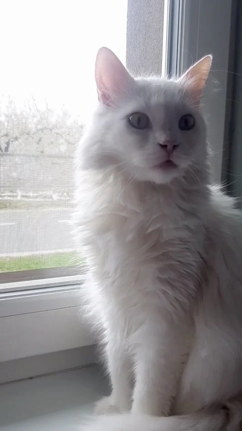 Fluffy-white-cat-window-01 Stock Footage 341859967