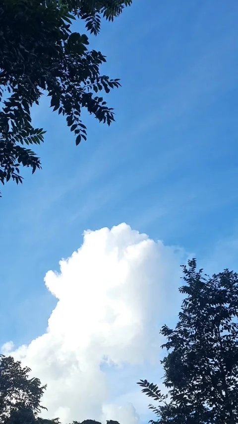 Fluffy White Cloud in Blue Sky Framed by Trees Stock Footage 342732750
