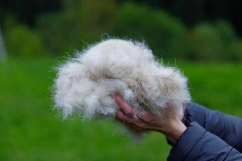 Fluffy White Cloud of Wool Held in Hands Against a Lush Green Background Stock Photos