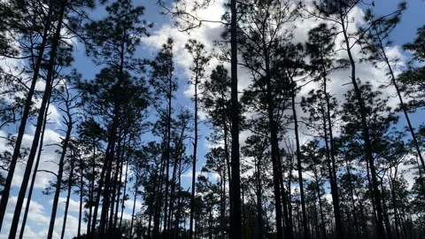 Fluffy White Clouds Behind Florida Pines Video stock 179066932