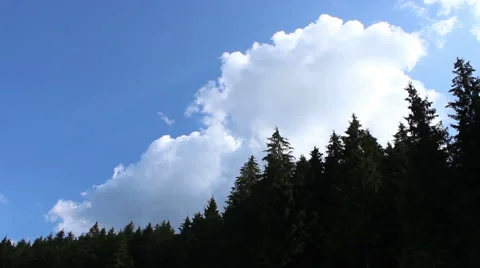 Fluffy White Clouds Out of Forest Stock Footage 46113923