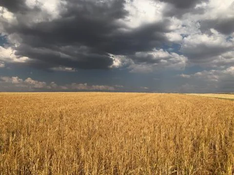 Fluffy White Clouds Over a Deep Blue Sky Over Golden-Yellow Wheat Fields Foto stock