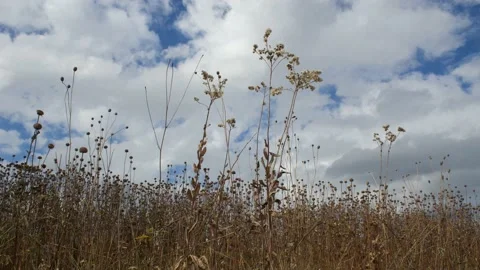 Fluffy White Clouds Passing Over Prairie Grass Stock Footage 159823362