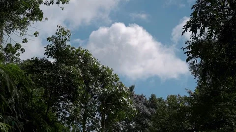 Fluffy White Clouds Through Forest Canopy Stock Footage 340270004