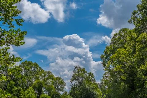 Fluffy white clouds through the trees Stock Photos