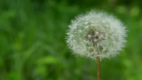 Fluffy white common dandelion, wind and bird noises Stock Footage 132442091