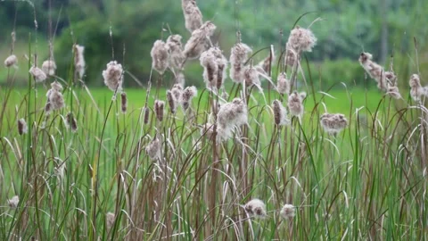 Fluffy white cotton Video stock 344811834