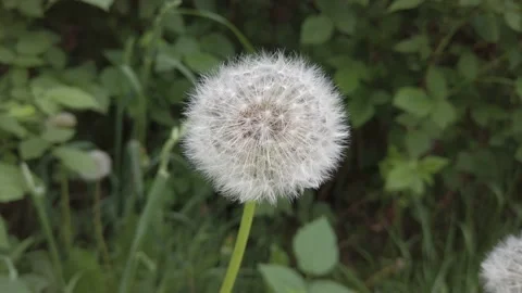 Fluffy white dandelion in the meadow. Close-up 4K Video stock 154848558
