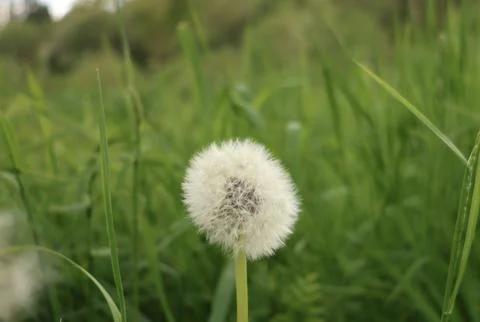Fluffy White Dandelion Stock Photos