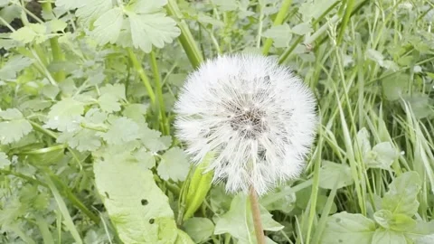 Fluffy white dandelion seed head close up Видео 335541768
