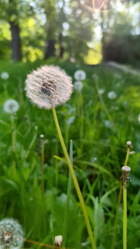 A fluffy white dandelion sways gracefully against the backdrop of grass on .. Stock Footage 277263238