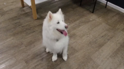 Fluffy white dog sitting down for treat Stock Footage 88338831