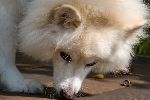 Fluffy white dog sniffs ground nearby Stock Photos