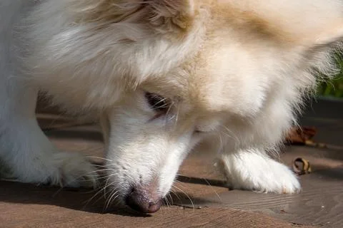 Fluffy white dog sniffs ground intently Stock Photos