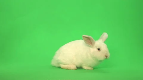 Fluffy White Easter Bunny Rabbit on green screen Pt 5 of 9 Stock Footage 148860430