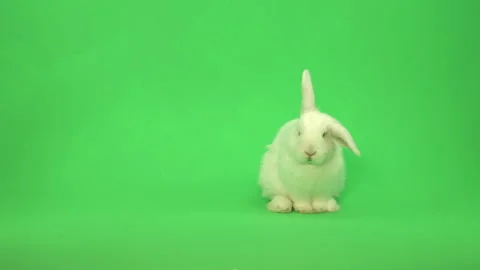 Fluffy White Easter Bunny Rabbit on green screen Pt 6 of 9 Stock Footage 148862243