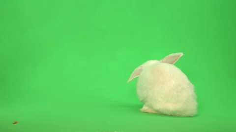 Fluffy White Easter Bunny Rabbit on green screen Pt 4 of 9 Stock Footage 148862720