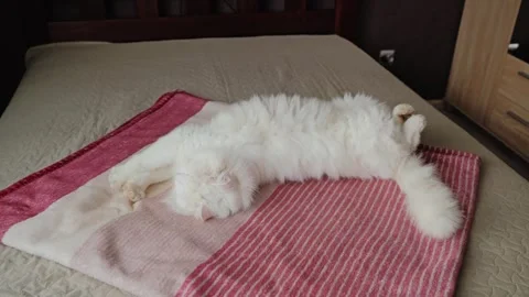 Fluffy White Farm Cat Stretching on Cozy Blanket in Soft Natural Daylight Stock Footage 340257936