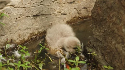 Fluffy White Goose Duckling Bathing and Splashing Vídeos de archivo 336609692