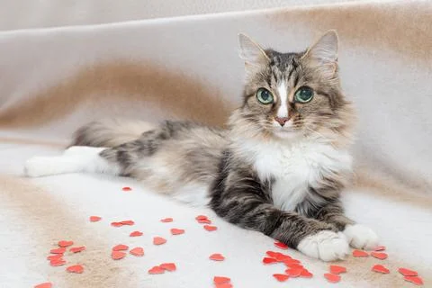 A fluffy white-gray cat is resting on the couch. A cat with big green eyes Stock Photos