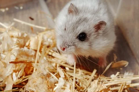 Fluffy white hamster exploring its bedding in a cozy habitat during daylight Stock Photos