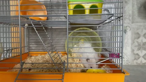 Fluffy white hamster sits in cage in the wheel. The hamster washes in a cage Stock Footage 170787025