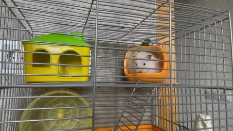 Fluffy white hamster sits in cage in the house and washes himself. Stock Footage 170858592