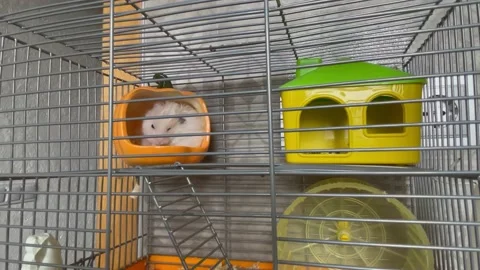 Fluffy white hamster sits in cage in the house and washes himself Stock Footage 170858860