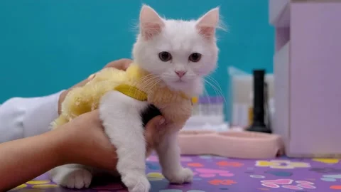 A fluffy white kitten with big eyes, small cat with yellow garment in clinic Stock Footage 343739075
