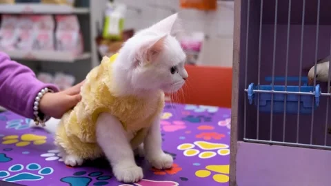 A fluffy white kitten with big eyes, small cat with yellow garment Stock Footage 343739629