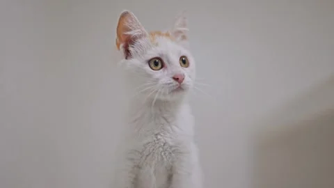 Fluffy white kitten with ginger details joyfully playing on a white background Stock Footage 305198421