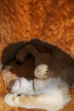 Fluffy white kitten naps inside cozy brown bed Stock Photos