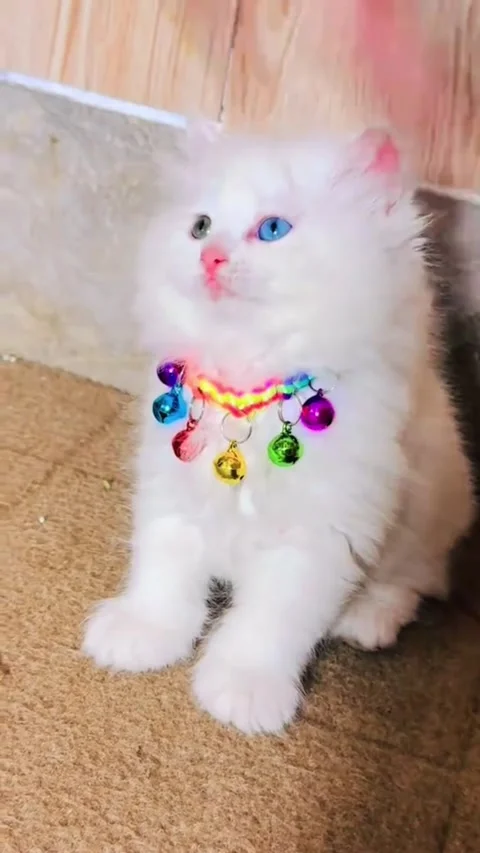 Fluffy White Kitten with Odd-Colored Eyes and Colorful Bell Collar Vídeos de archivo 332615216
