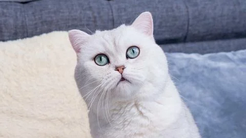 Fluffy white kitty looking at camera on blue background, front view. Cute you Stock Photos
