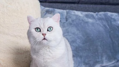Fluffy white kitty looking at camera on blue background, front view. Cute y.. Stock Photos