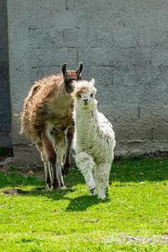Fluffy white llama walking forward with brown companion close behind in sun.. Foto stock