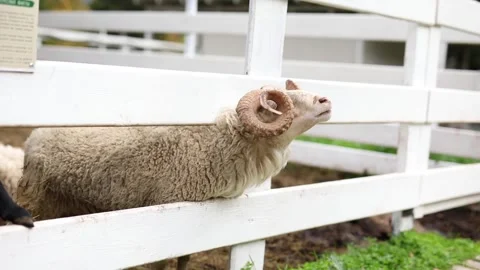 A fluffy white mountain ram with large round horns on a farm begging for food Stock Footage 304003028